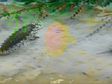 GOLDSTONE RING ROCK STONE LAPIDARY SPECIMEN