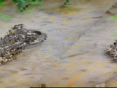 RING ROCK STONE LAPIDARY SPECIMEN