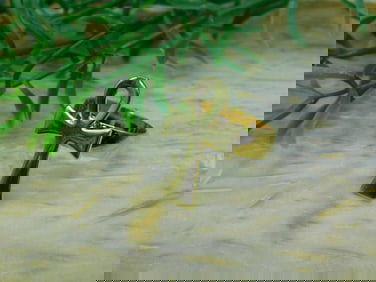 ANKH RING ROCK STONE LAPIDARY SPECIMEN