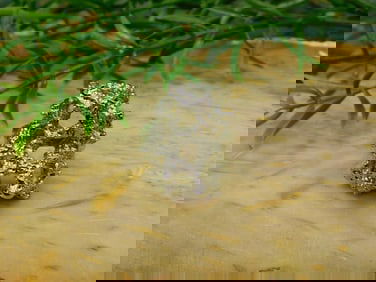 RING ROCK STONE LAPIDARY SPECIMEN