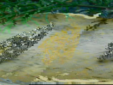 RING ROCK STONE LAPIDARY SPECIMEN