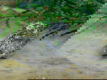 SILVER CLUSTER RING ROCK STONE LAPIDARY SPECIMEN