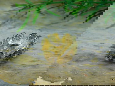 FLOWER RING ROCK STONE LAPIDARY SPECIMEN