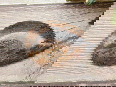 DINOSAUR BONE CABOCHON ROCK STONE LAPIDARY SPECIMEN