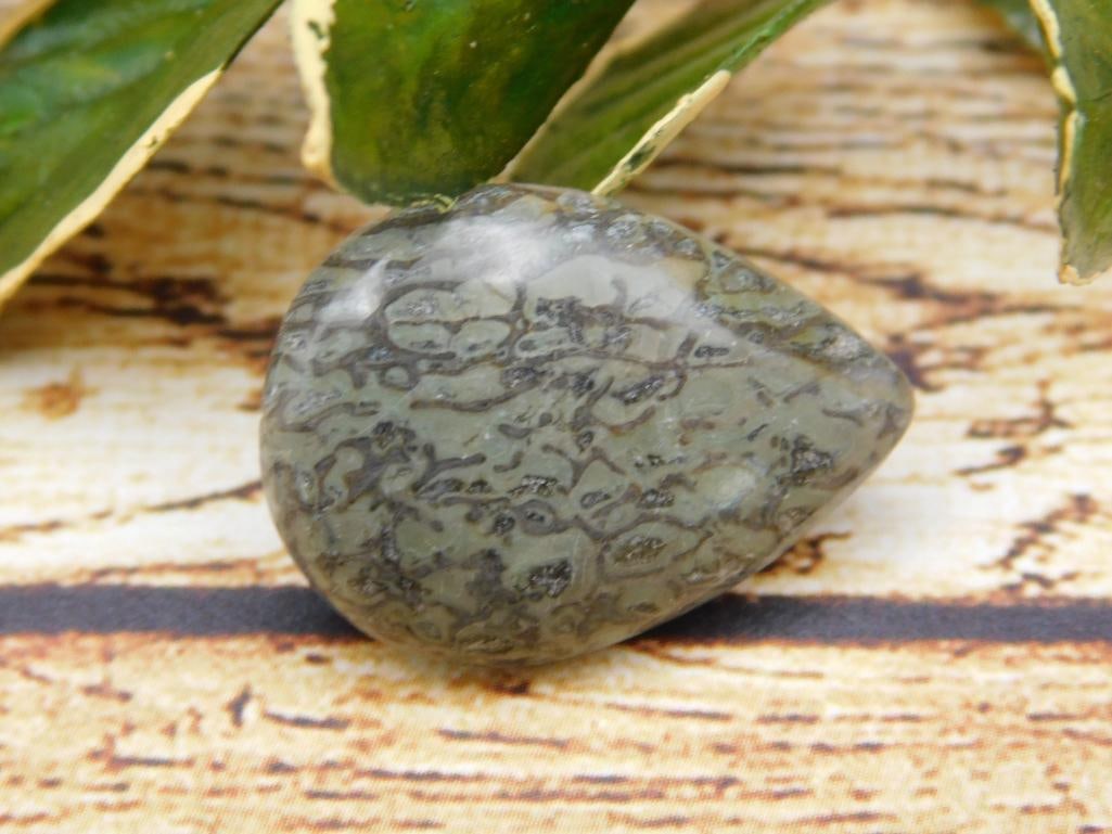 DINOSAUR BONE CABOCHON ROCK STONE LAPIDARY SPECIMEN: DINOSAUR BONE CABOCHON ROCK STONE LAPIDARY SPECIMEN