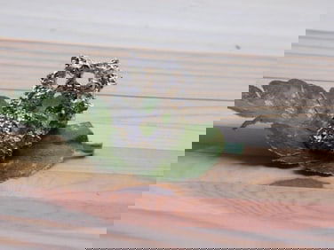 RING ROCK STONE LAPIDARY SPECIMEN