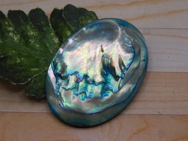 ABALONE CABOCHON ROCK STONE LAPIDARY SPECIMEN