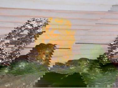 RING ROCK STONE LAPIDARY SPECIMEN