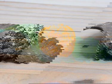 RING ROCK STONE LAPIDARY SPECIMEN