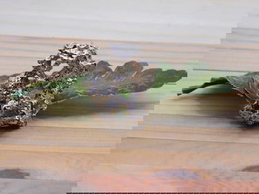 RING ROCK STONE LAPIDARY SPECIMEN