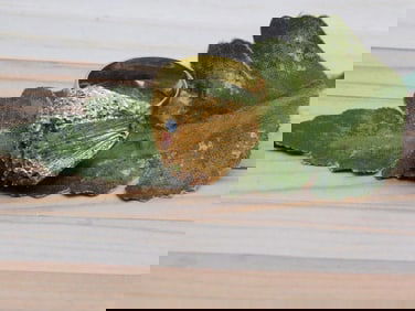 RING ROCK STONE LAPIDARY SPECIMEN