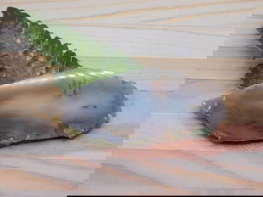 AGATE SLICE ROCK STONE LAPIDARY SPECIMEN