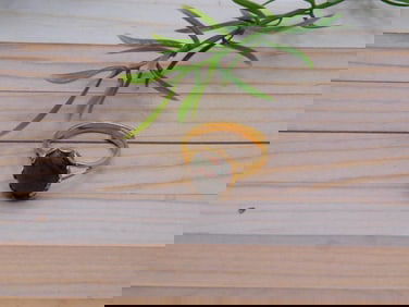 ABALONE RING ROCK STONE LAPIDARY SPECIMEN