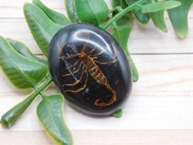 SCORPION CABOCHON ROCK STONE LAPIDARY SPECIMEN