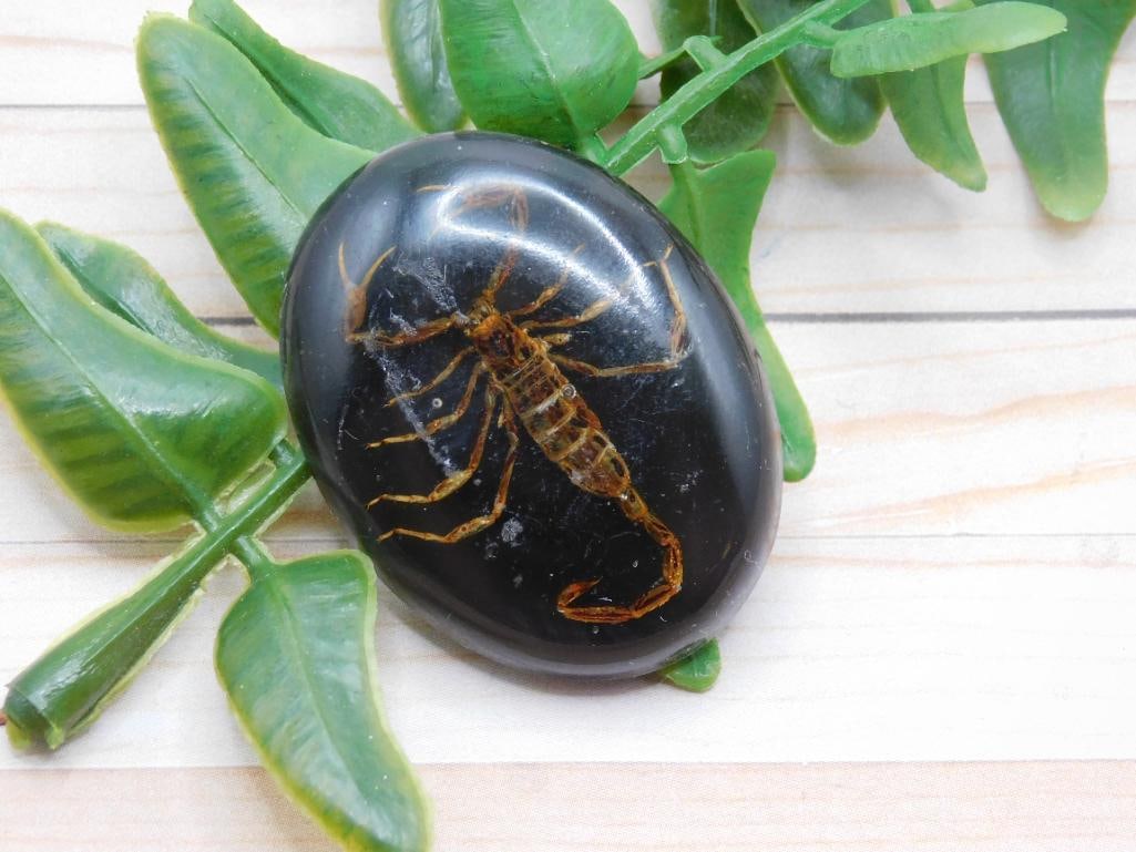 SCORPION CABOCHON ROCK STONE LAPIDARY SPECIMEN: SCORPION CABOCHON ROCK STONE LAPIDARY SPECIMEN