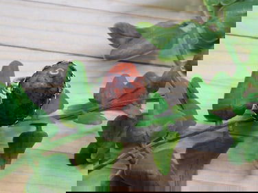 BRECCIATED JASPER RING ROCK STONE LAPIDARY SPECIMEN