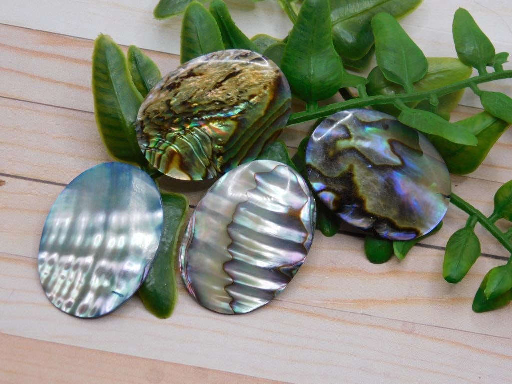 ABALONE CABOCHONS ROCK STONE LAPIDARY SPECIMEN: ABALONE CABOCHONS ROCK STONE LAPIDARY SPECIMEN