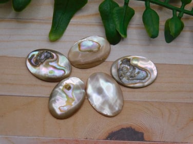 ABALONE CABOCHONS ROCK STONE LAPIDARY SPECIMEN