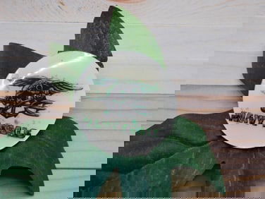 NAVY SEAL CABOCHON ROCK STONE LAPIDARY SPECIMEN