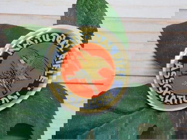 NRA CABOCHON ROCK STONE LAPIDARY SPECIMEN