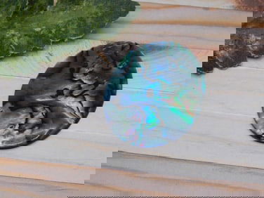 ABALONE CABOCHON ROCK STONE LAPIDARY SPECIMEN