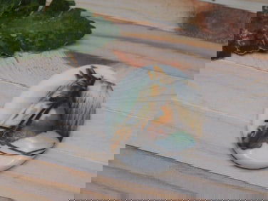 HORSE CABOCHON ROCK STONE LAPIDARY SPECIMEN