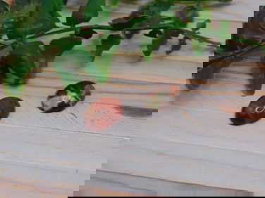 CABOCHONS ROCK STONE LAPIDARY SPECIMEN