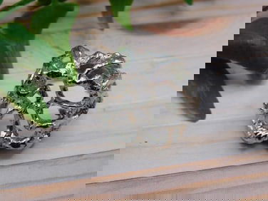 SILVER CLUSTER RING ROCK STONE LAPIDARY SPECIMEN