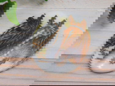 HORSE CABOCHON ROCK STONE LAPIDARY SPECIMEN