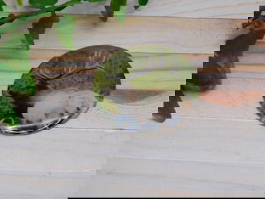 ELK CABOCHON ROCK STONE LAPIDARY SPECIMEN