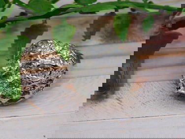 SILVER CLUSTER RING ROCK STONE LAPIDARY SPECIMEN