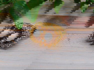 RING ROCK STONE LAPIDARY SPECIMEN