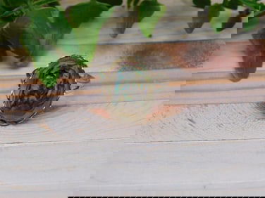 ABALONE RING ROCK STONE LAPIDARY SPECIMEN