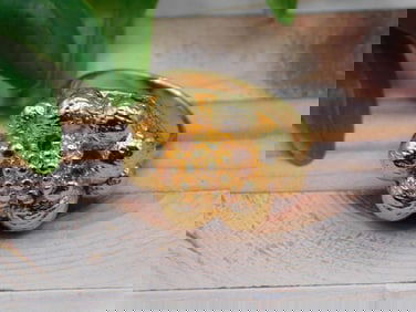 RING ROCK STONE LAPIDARY SPECIMEN