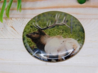 ELK CABOCHON ROCK STONE LAPIDARY SPECIMEN