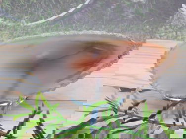 AGATE SLICE ROCK STONE LAPIDARY SPECIMEN