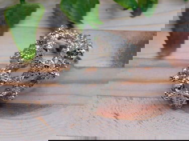 SILVER CLUSTER RING ROCK STONE LAPIDARY SPECIMEN