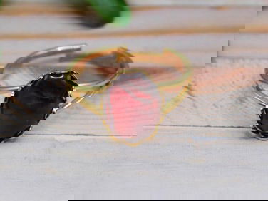 ABALONE RING ROCK STONE LAPIDARY SPECIMEN