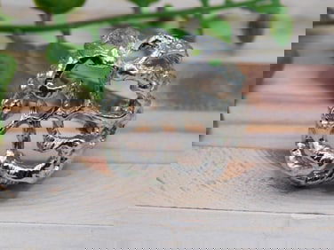 SILVER CLUSTER RING ROCK STONE LAPIDARY SPECIMEN