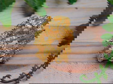 GOLD CLUSTER RING ROCK STONE LAPIDARY SPECIMEN