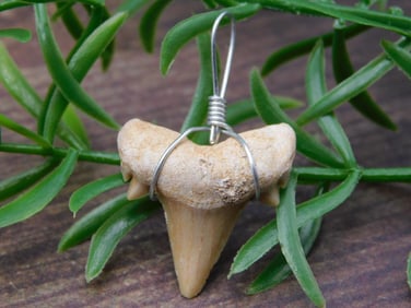 SHARK TOOTH PENDANT ROCK STONE LAPIDARY SPECIMEN