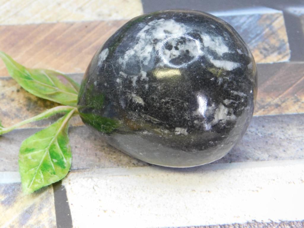 ORTHOCERAS ROCK STONE LAPIDARY SPECIMEN: ORTHOCERAS ROCK STONE LAPIDARY SPECIMEN