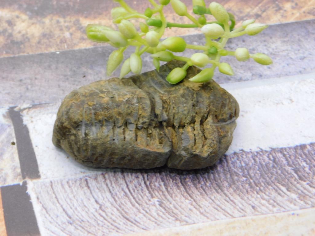 TRILOBITE ROCK STONE LAPIDARY SPECIMEN: TRILOBITE ROCK STONE LAPIDARY SPECIMEN