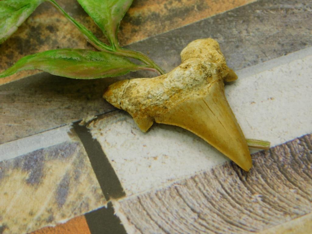 SHARK TOOTH ROCK STONE LAPIDARY SPECIMEN (1 of 2)