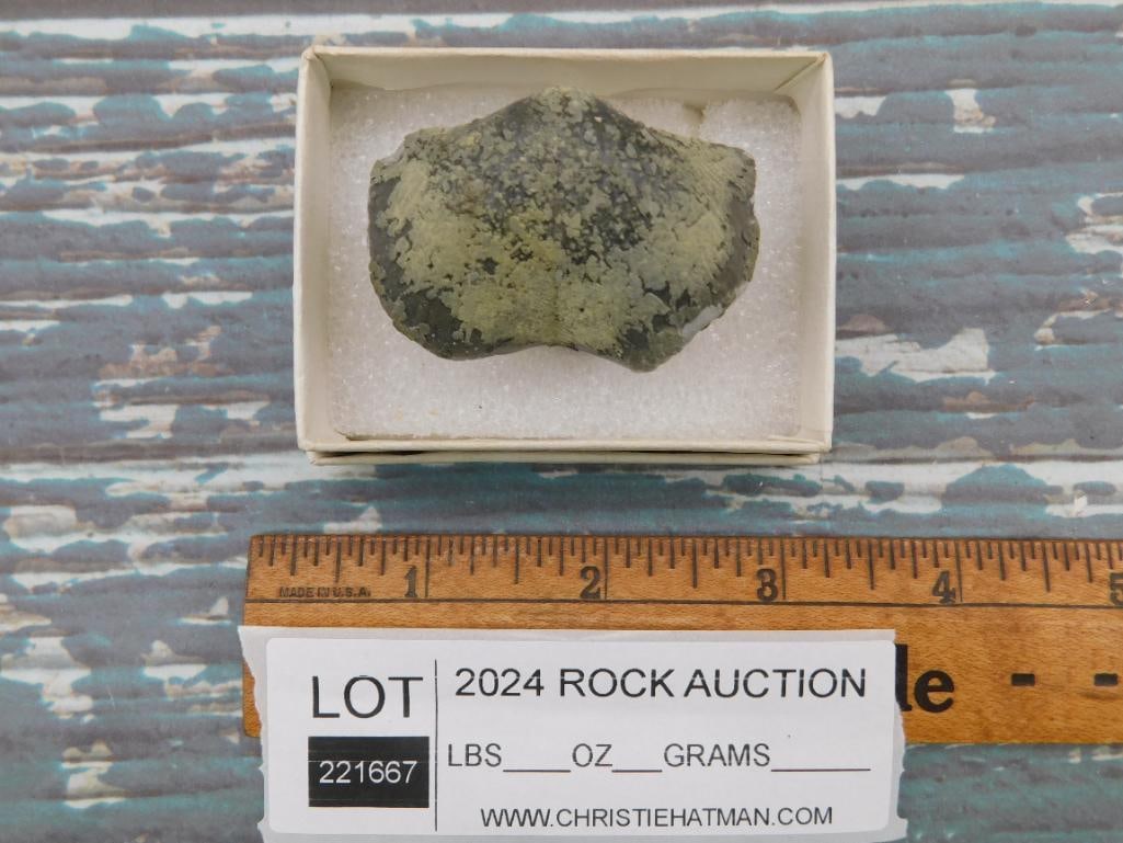 BRACHIOPOD ROCK STONE LAPIDARY SPECIMEN: BRACHIOPOD ROCK STONE LAPIDARY SPECIMEN