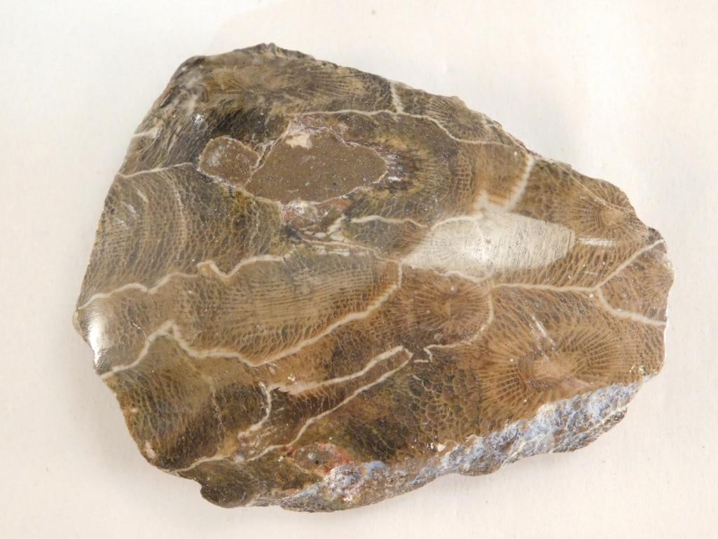 PETOSKEY STONE ROCK STONE LAPIDARY SPECIMEN (1 of 2)