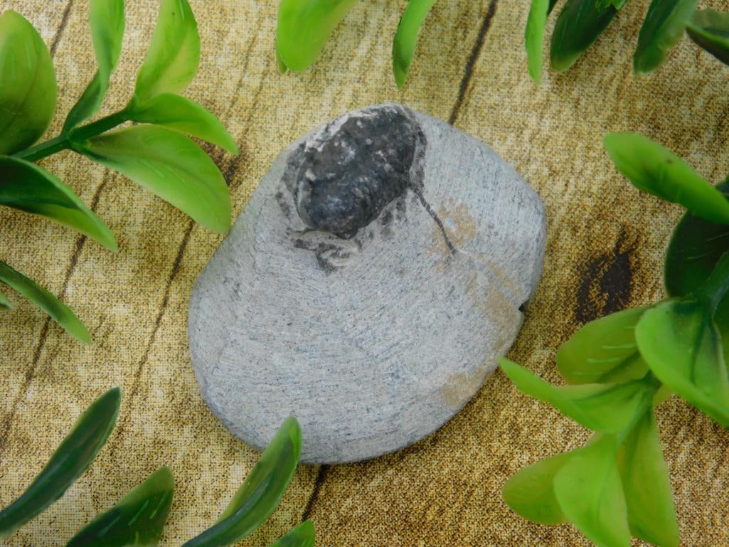 TRILOBITE FOSSIL IN MATRIX ROCK STONE LAPIDARY SPECIMEN: TRILOBITE FOSSIL IN MATRIX ROCK STONE LAPIDARY SPECIMEN
