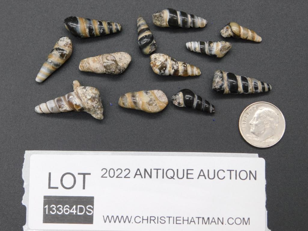 SHELLS ROCK STONE LAPIDARY SPECIMEN - 2