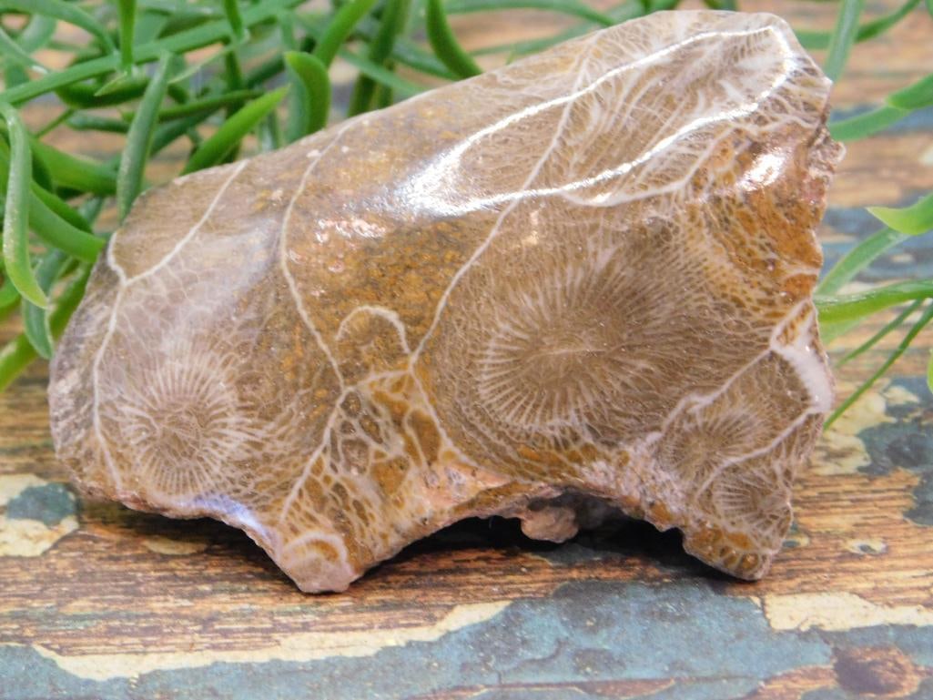 JEWELRY SALE! ROCK STONE LAPIDARY SPECIMEN (1 of 3)