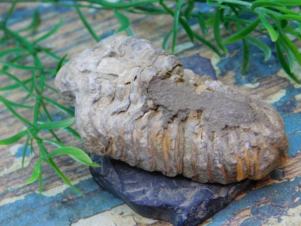 JEWELRY SALE! ROCK STONE LAPIDARY SPECIMEN (1 of 2)